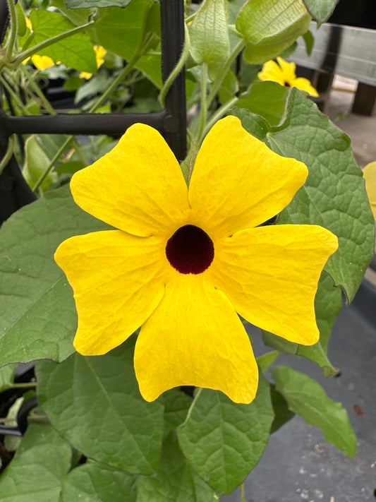 THUNBERGIA SUNNY SUSY YELLOW - 1 GALLON WITH TRELLIS