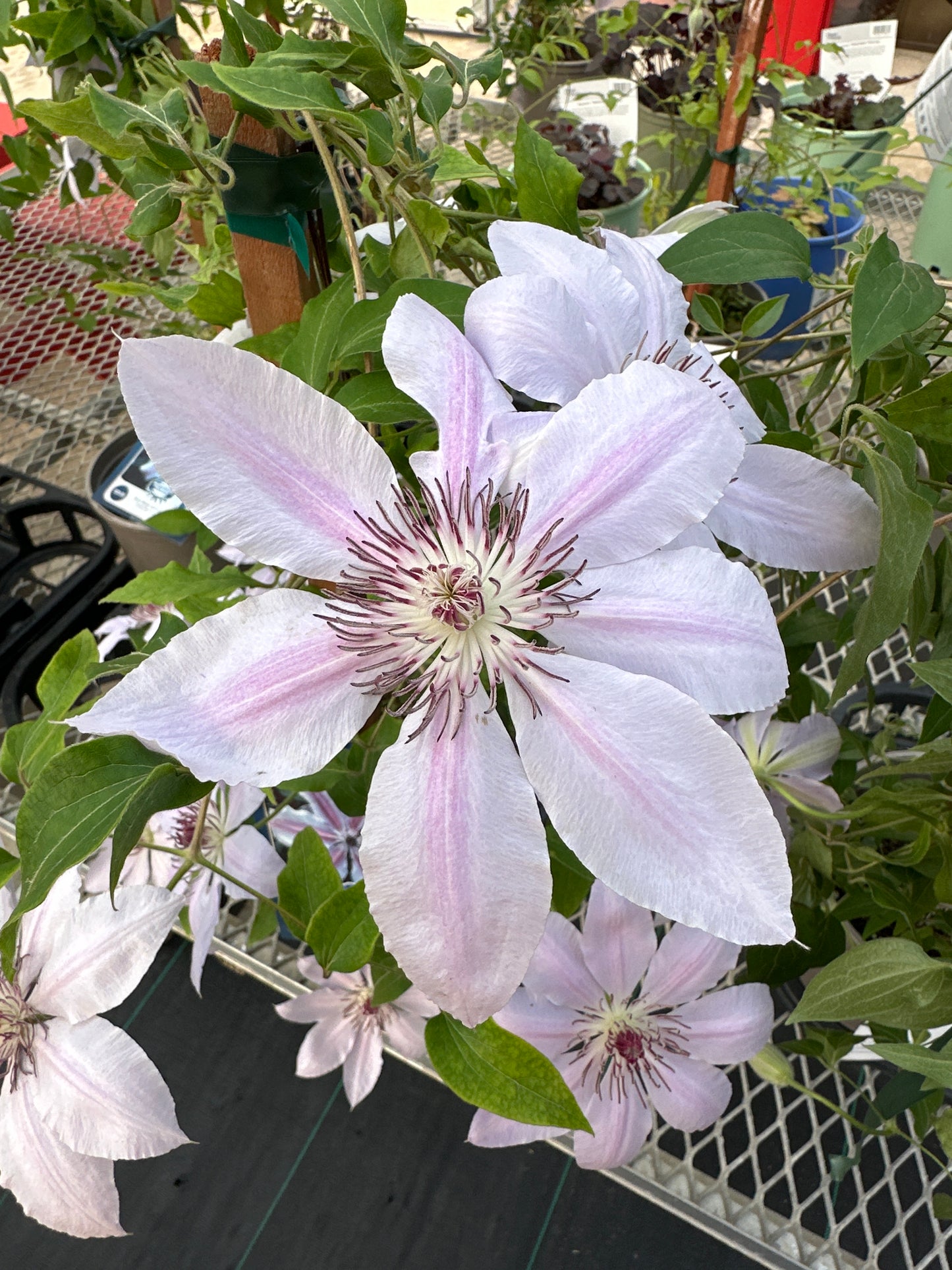 Clematis  'Nelly Moser'