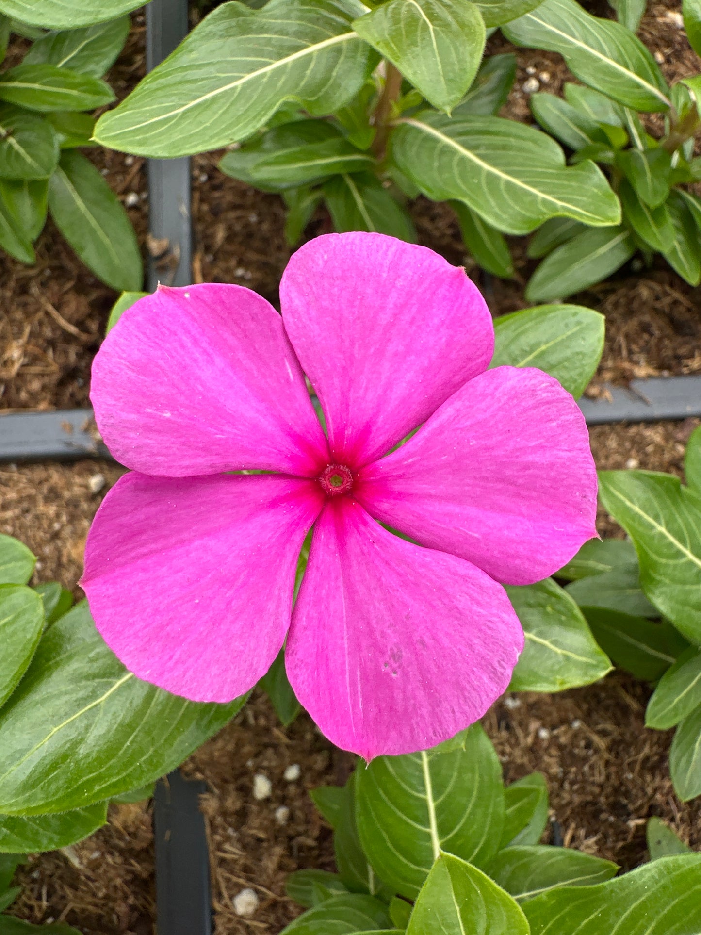 PERIWINKLE VINCA CORA CASCADE LILAC - FLAT OF 32 PLANTS