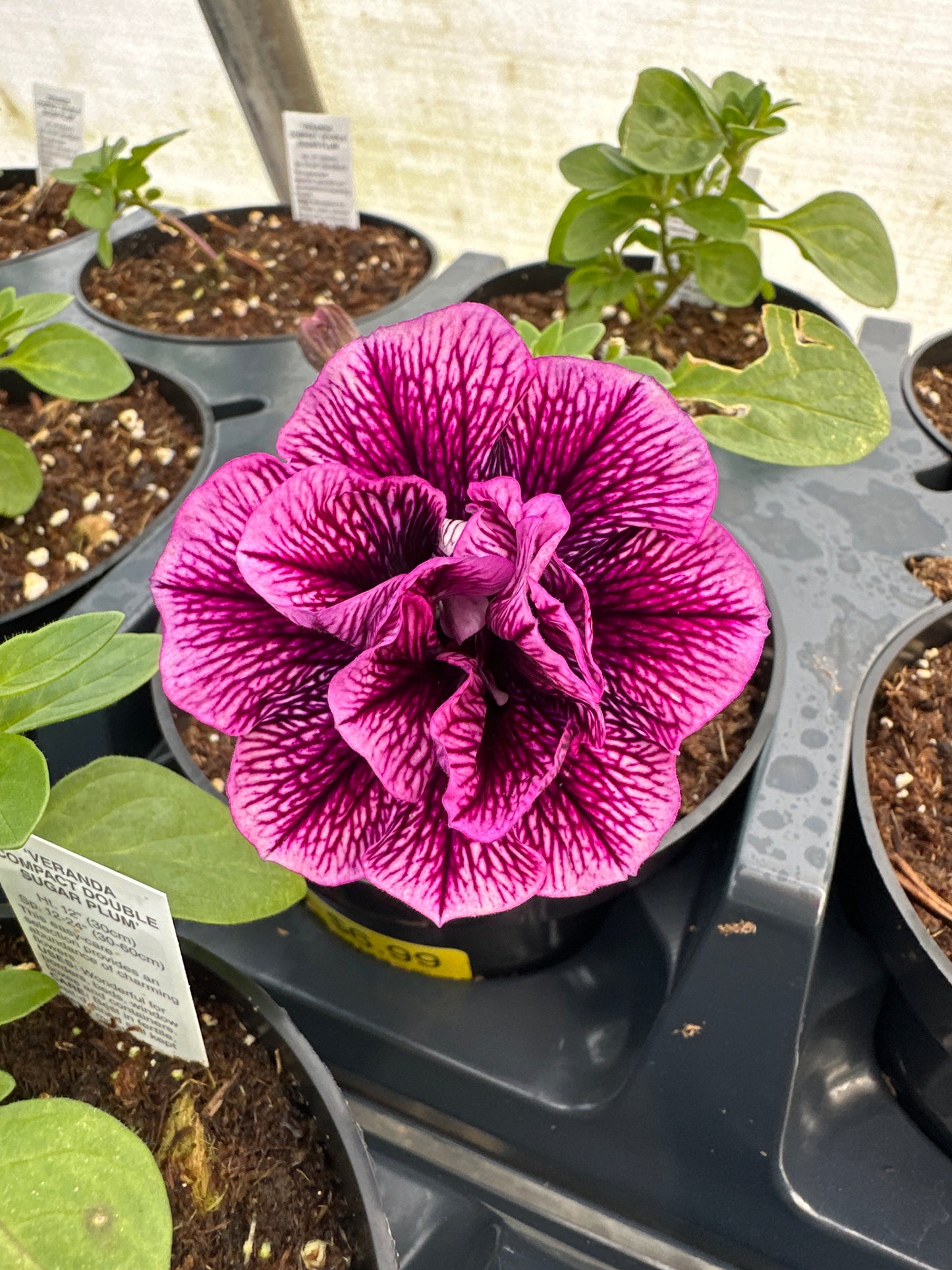 PETUNIA VERANDA DOUBLE SUGAR PLUM - 4'' POT