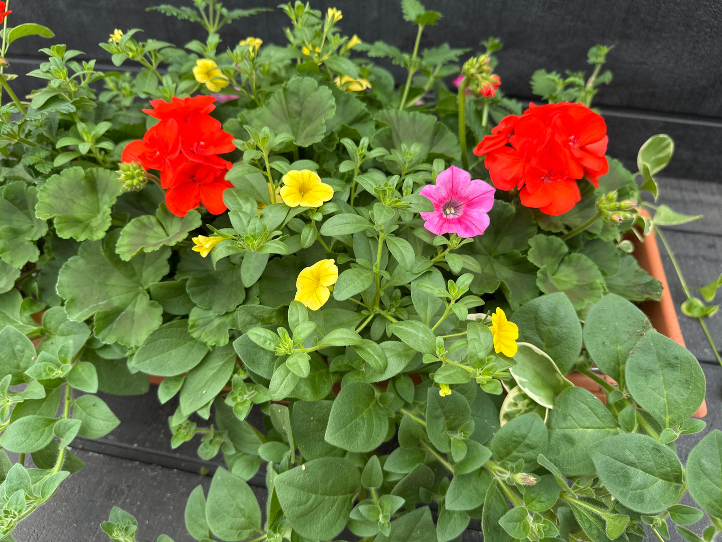COMBO #33 - 24" WINDOW BOX