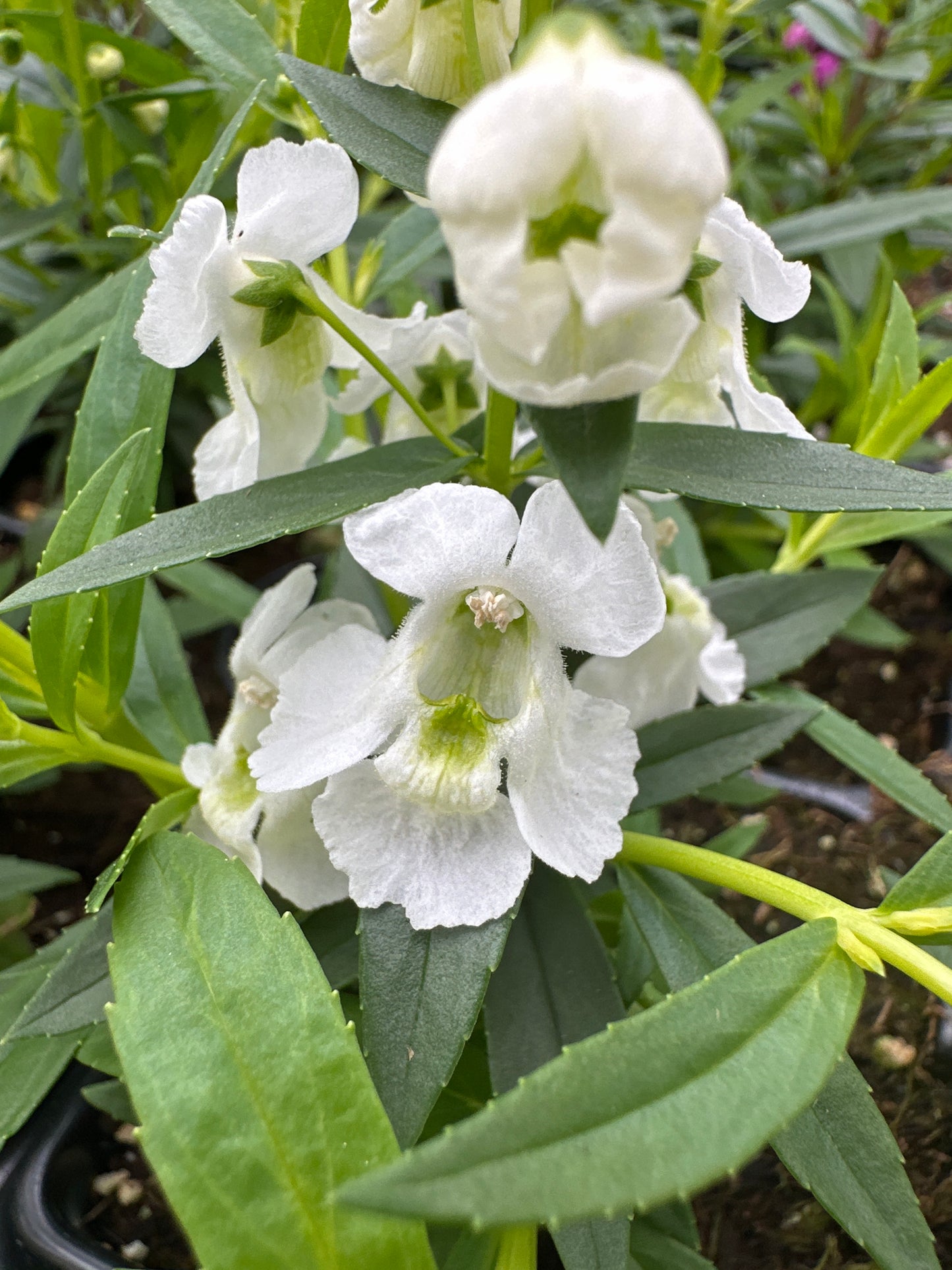 ANGELONIA SERENITA WHITE - JUMBO 6 PACK