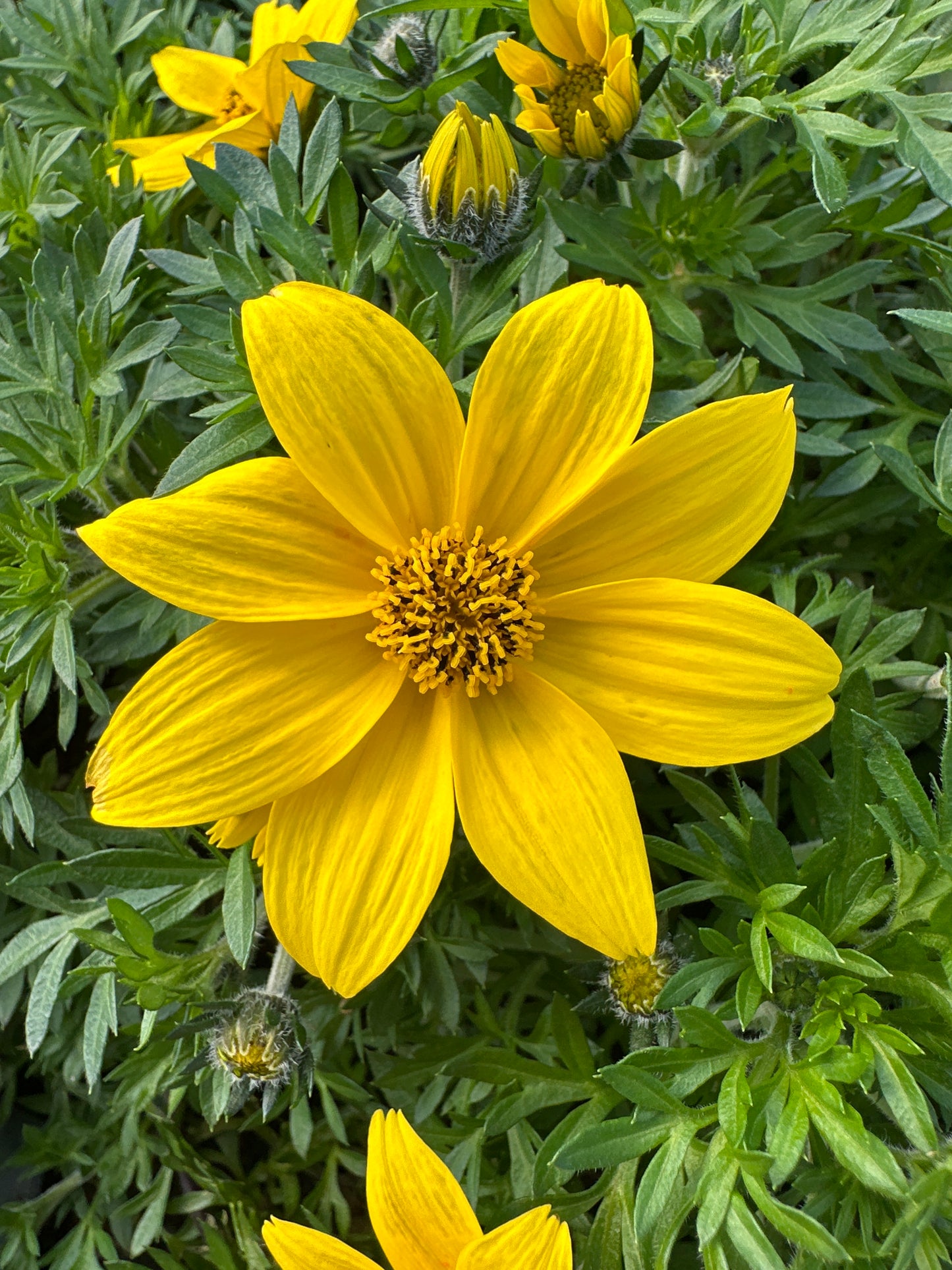 BIDENS MEGA CHARM - 4'' POT