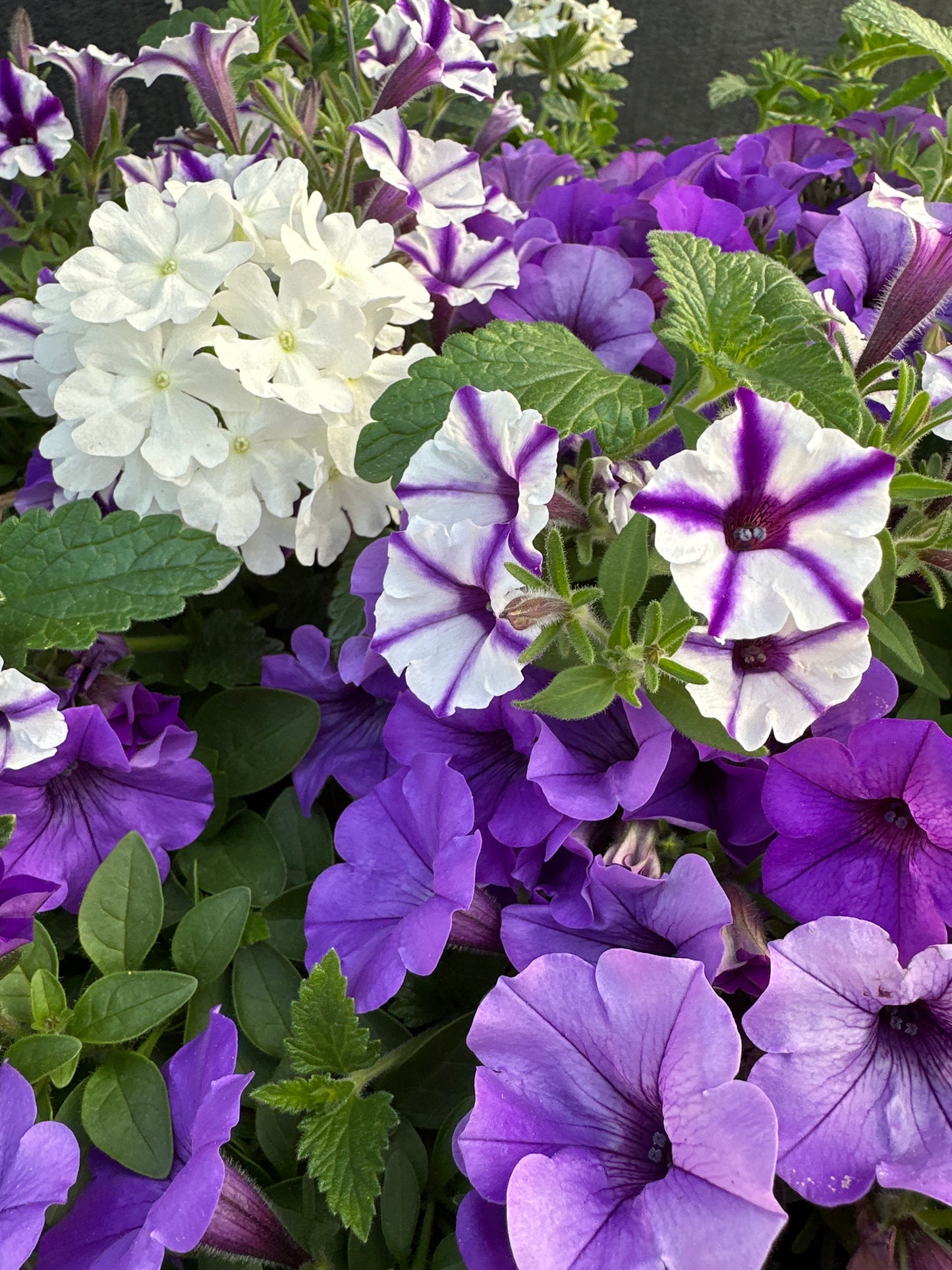 COMBO STILL NIGHT - 12" HANGING BASKET