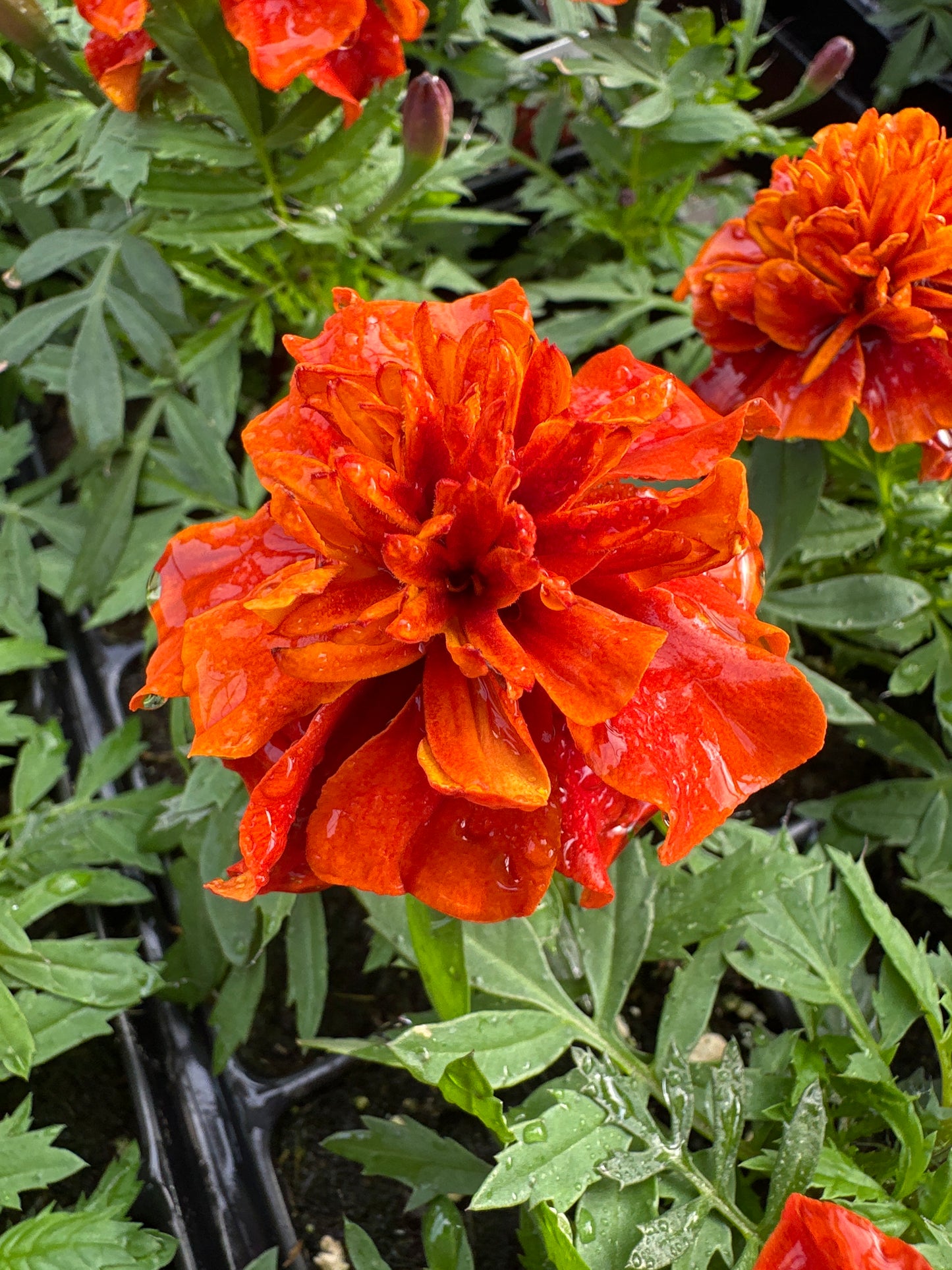 MARIGOLD FIREBALL - JUMBO 6 PACK