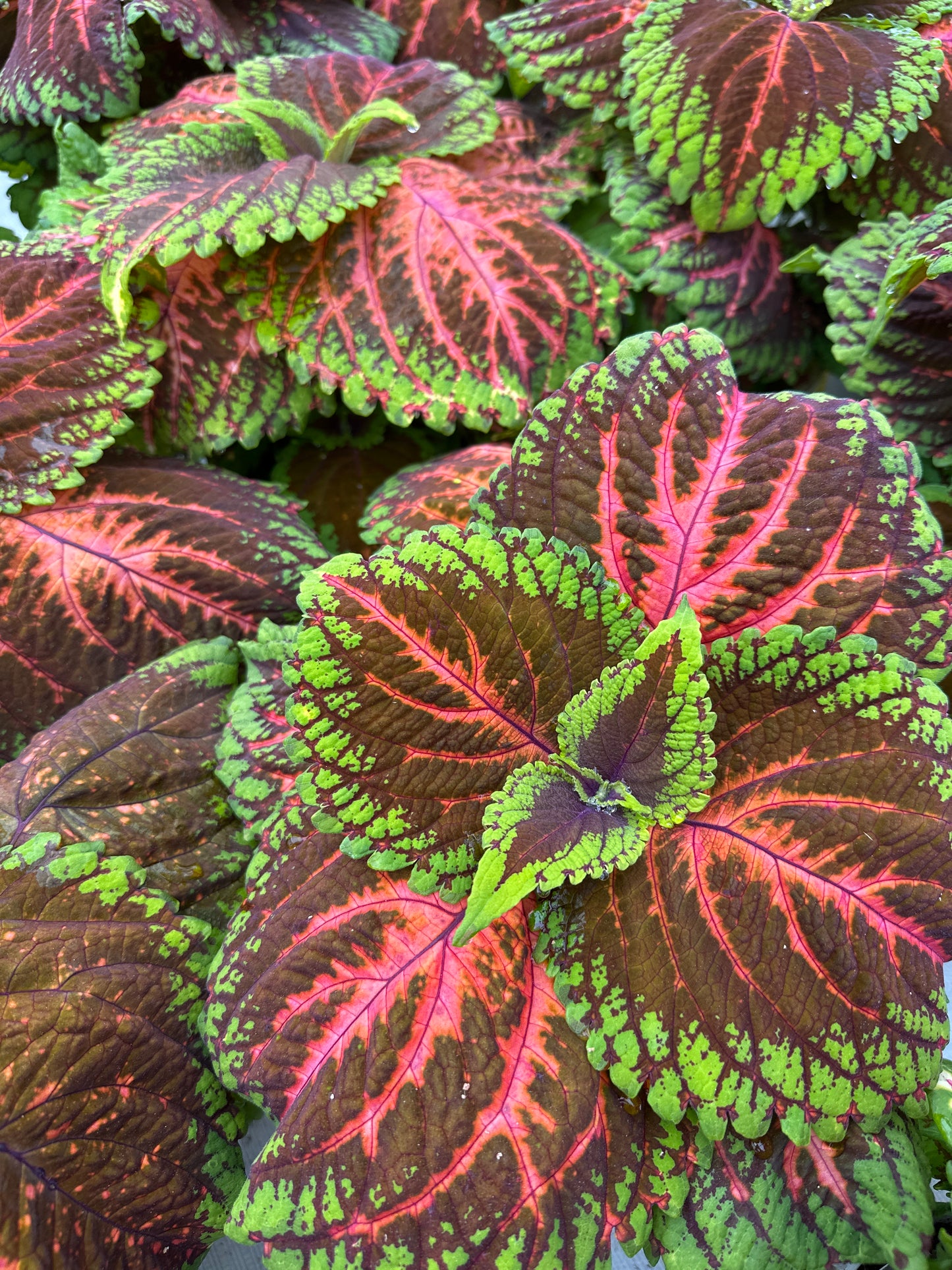 COLEUS KONG SALMON PINK - 6" POT
