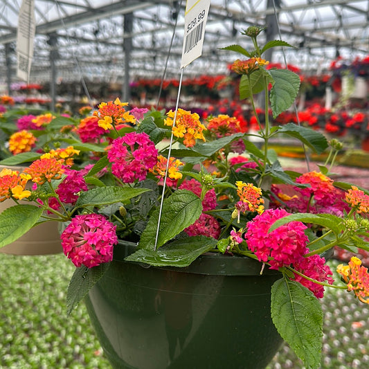 LANTANA LUSCIOUS BERRY BLEND - 10'' HANGING BASKET