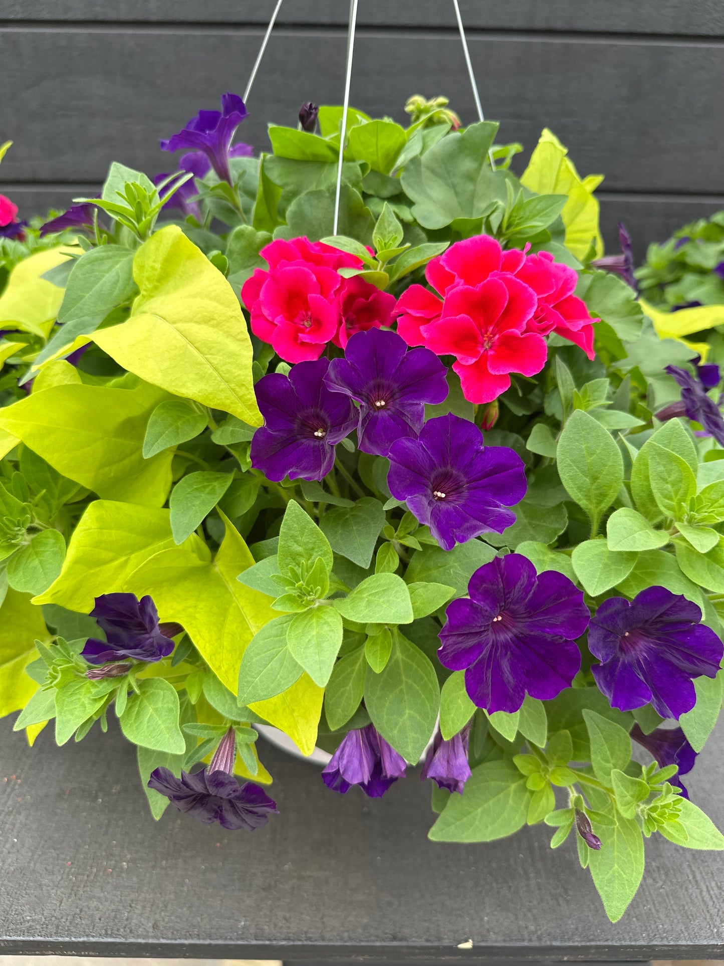 BASKET #24 - 12'' HANGING BASKET