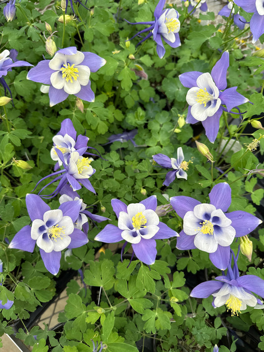 Aquilegia Early Bird™ 'Blue & White'
