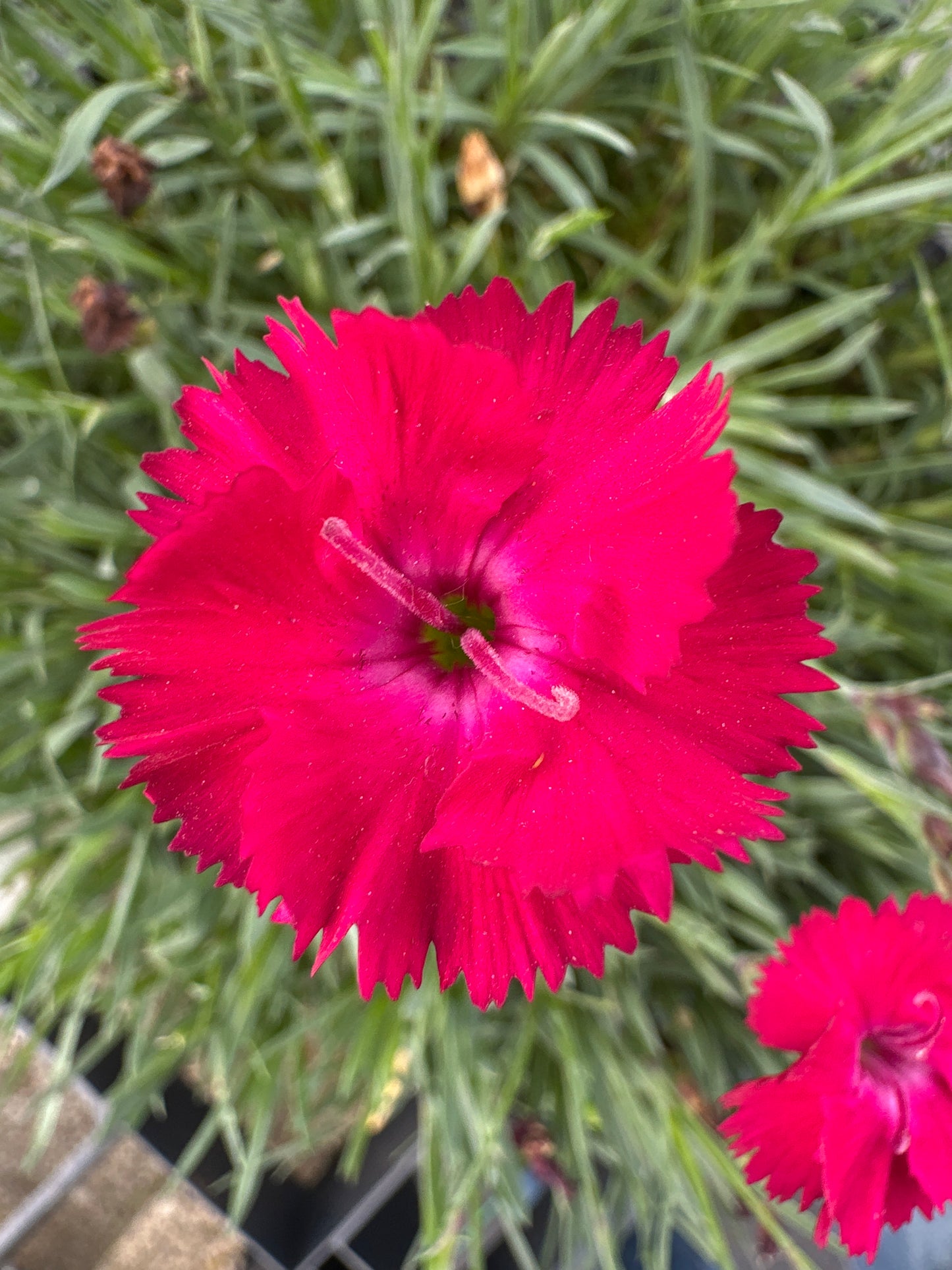 DIANTHUS 'PAINT THE TOWN RED'   PW