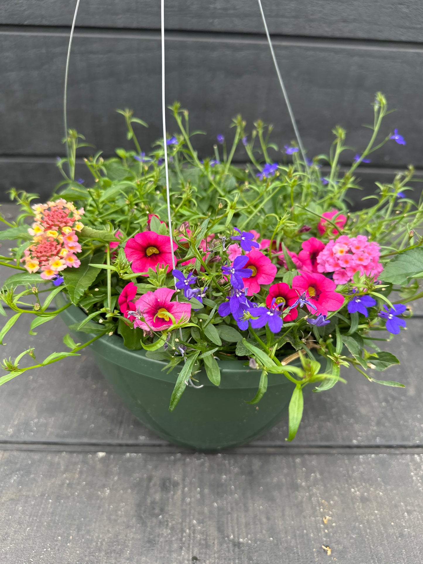 BASKET #54 - 10'' HANGING BASKET