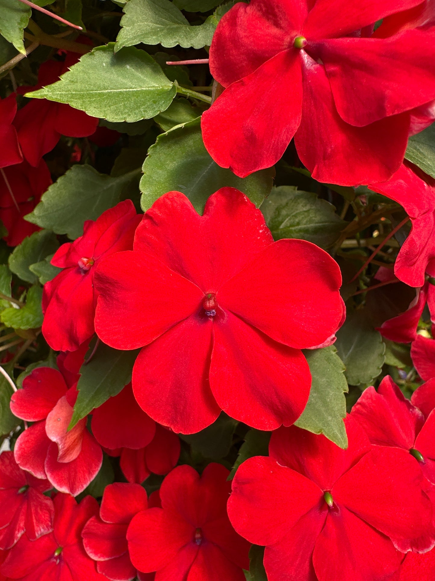 IMPATIENS BEACON BRIGHT RED - FLOWER BAG