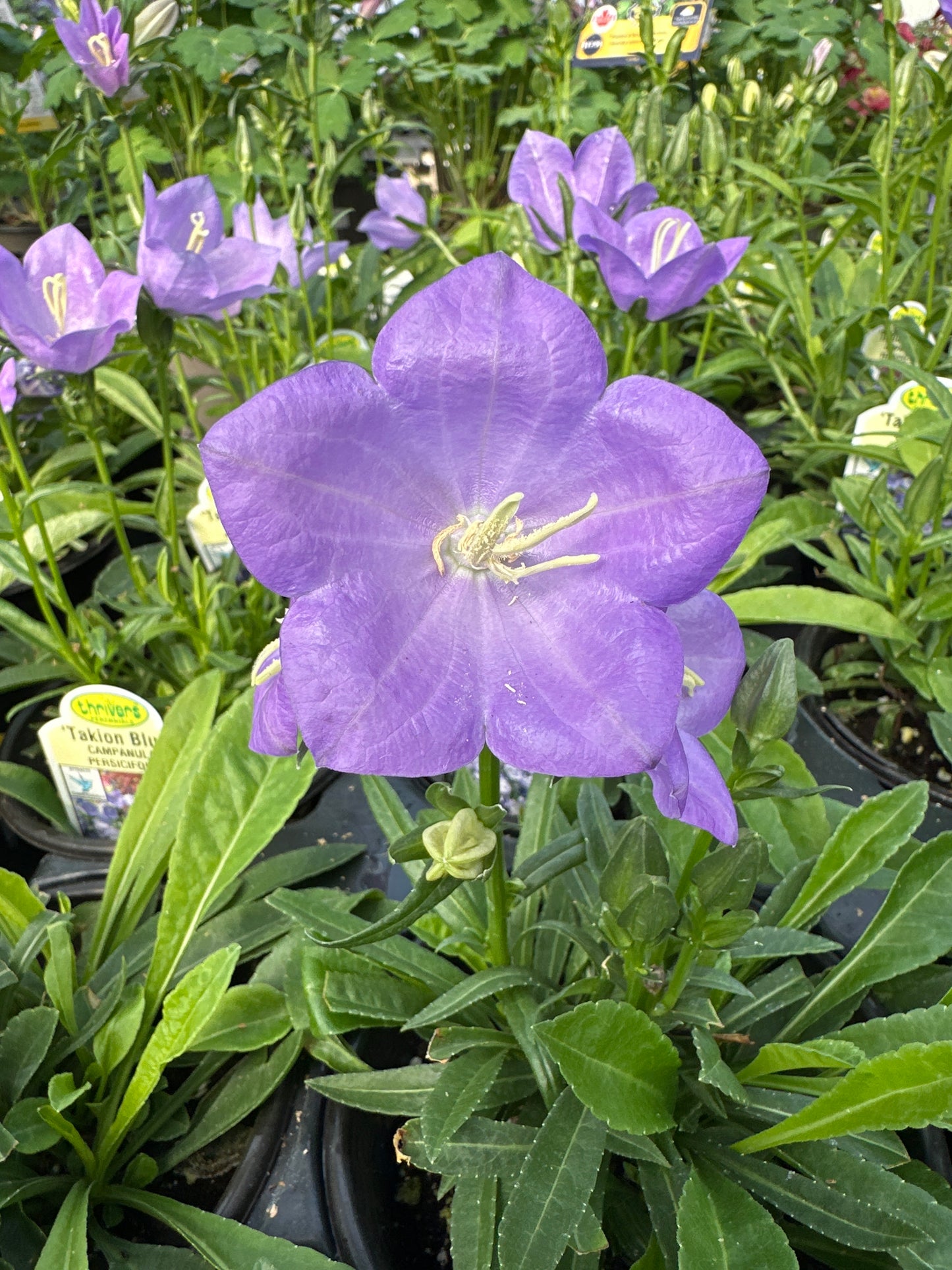 CAMPANULA TAKION BLUE - QUART POT