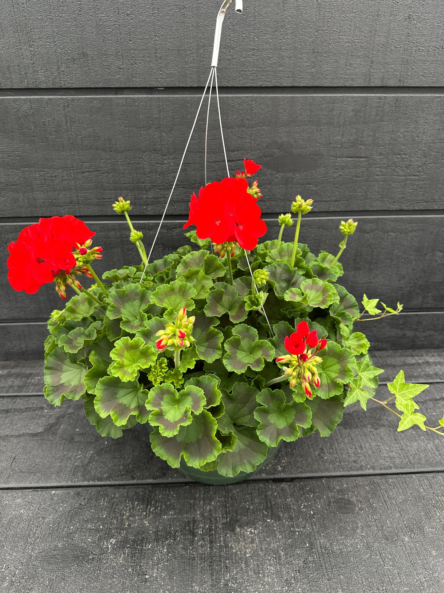 BASKET #46 - 10" HANGING BASKET