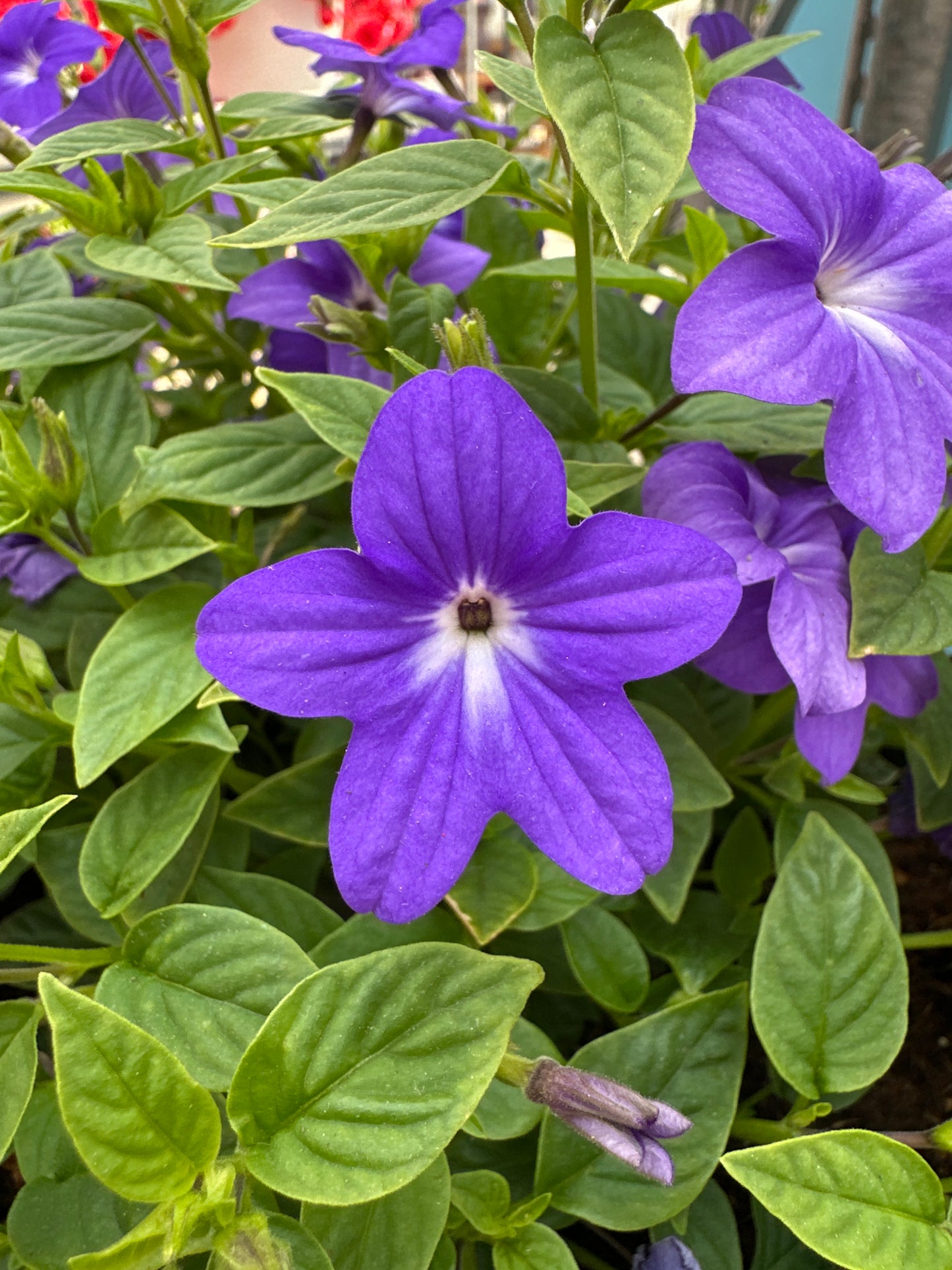 BROWALLIA ENDLESS ILLUMINATION BLUE - 10" HANGING BASKET