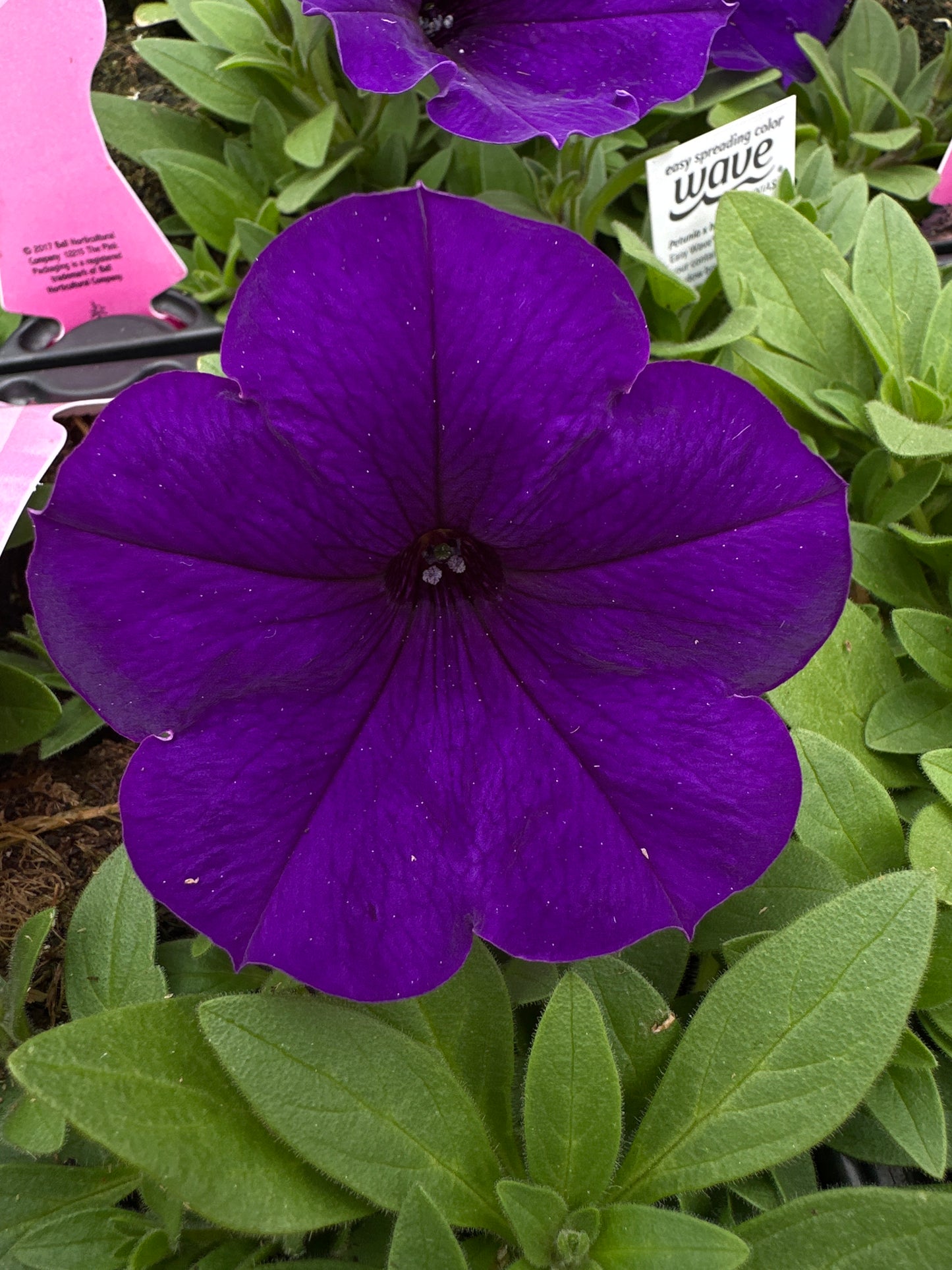 PETUNIA EASY WAVE BLUE - JUMBO 6 PACK