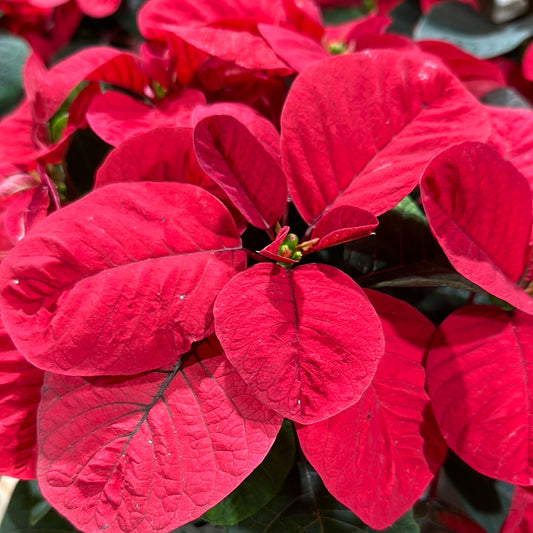 6.5" Poinsettia Mouse Red