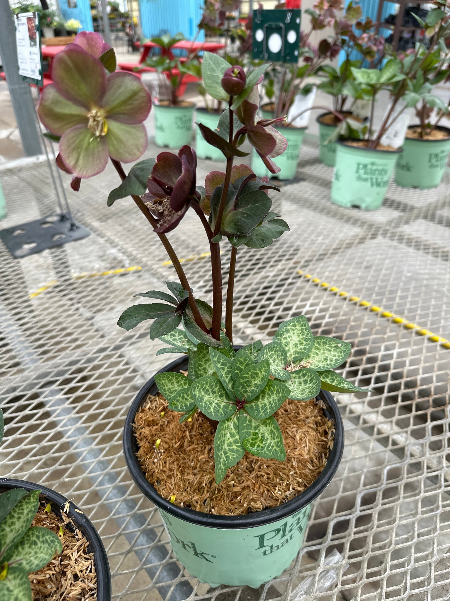 Helleborus 'Vibey Violet'