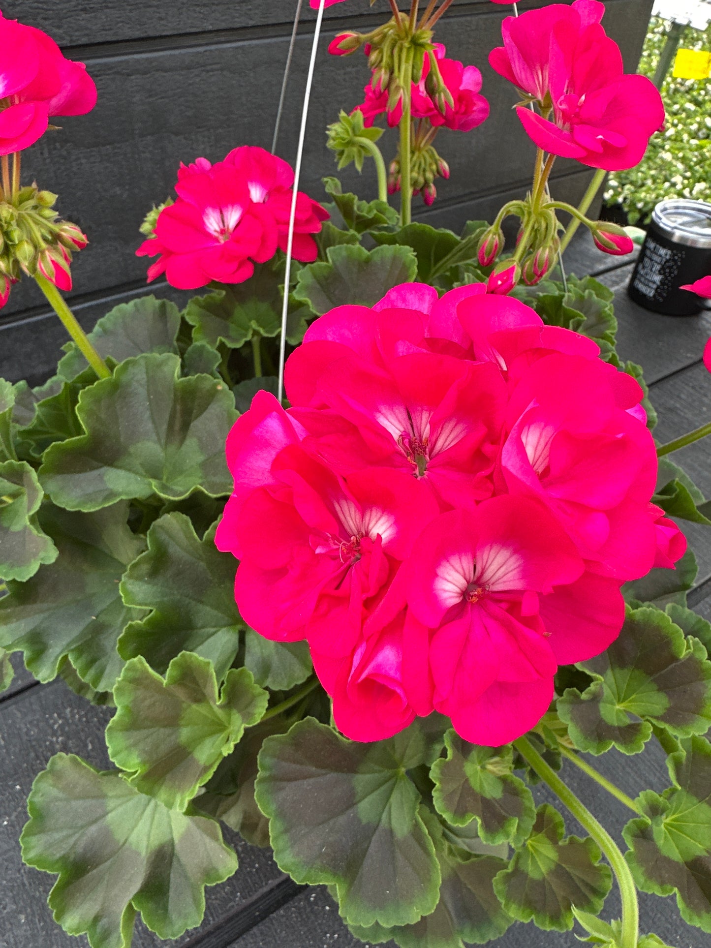 GERANIUM CALLIOPE MEDIUM HOT ROSE - 10" HANGING BASKET