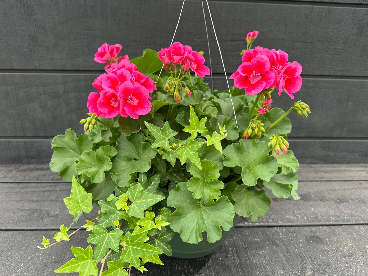 BASKET #51 - 10'' HANGING BASKET