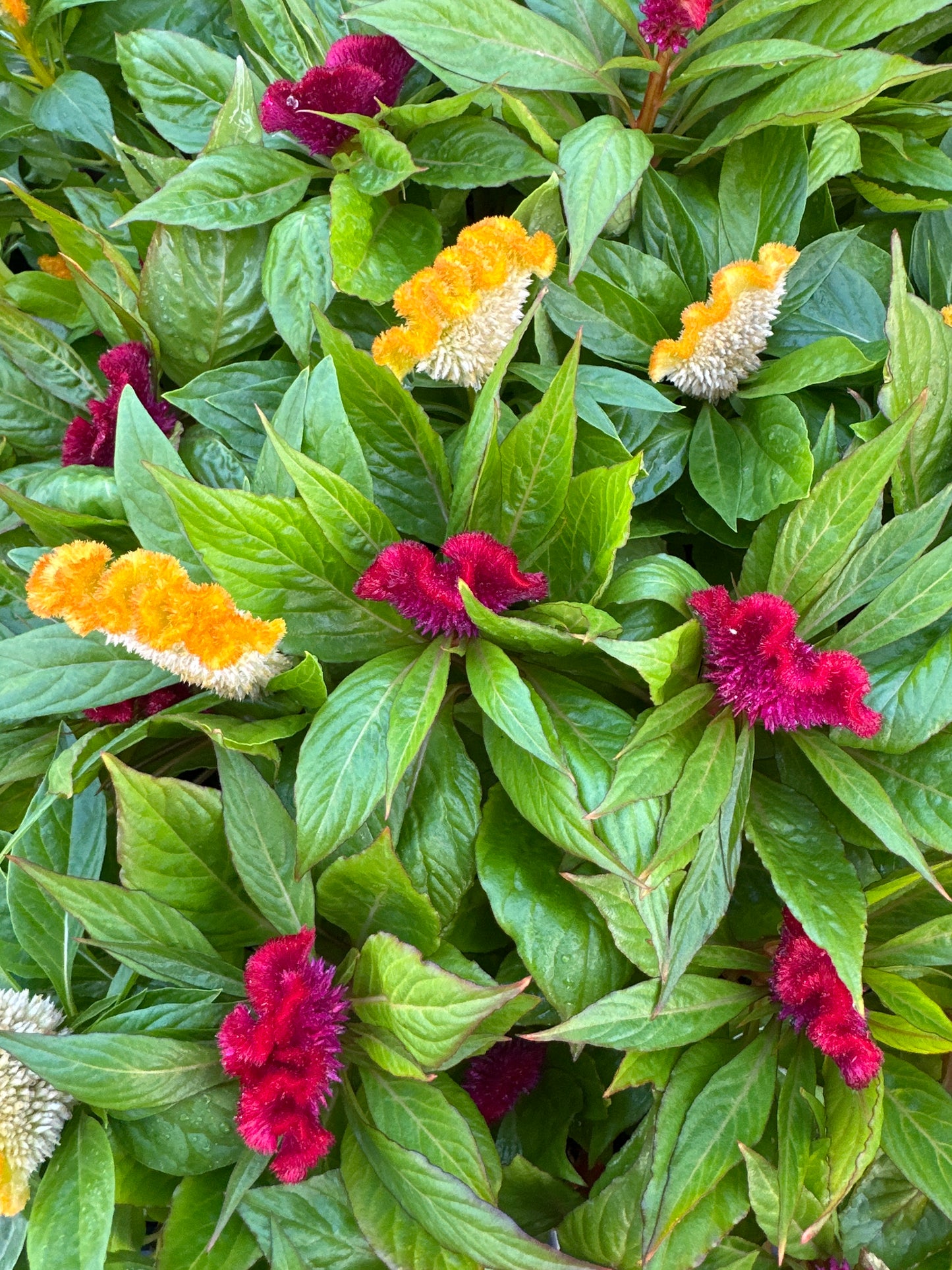 CELOSIA ARMOR MIX - FLAT OF 48 PLANTS