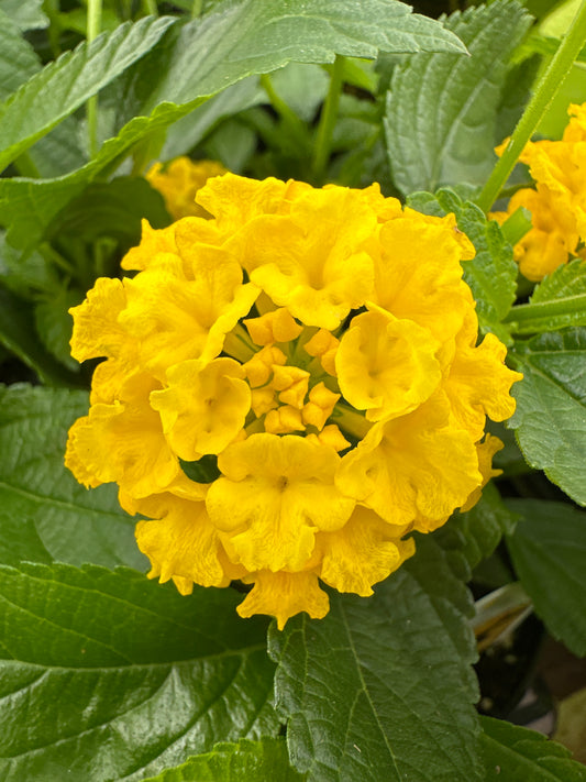 LANTANA LUCKY YELLOW - 4" POT