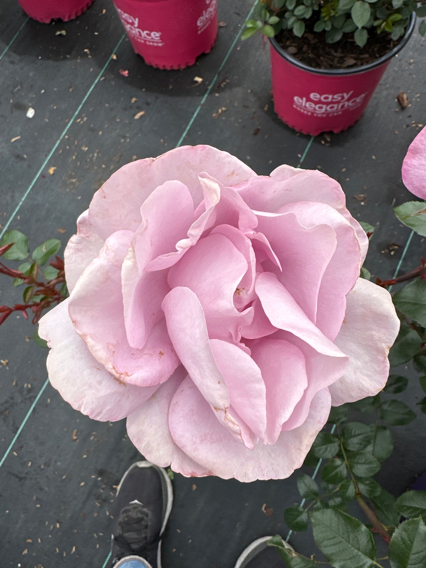 ROSE Le Petit Prince