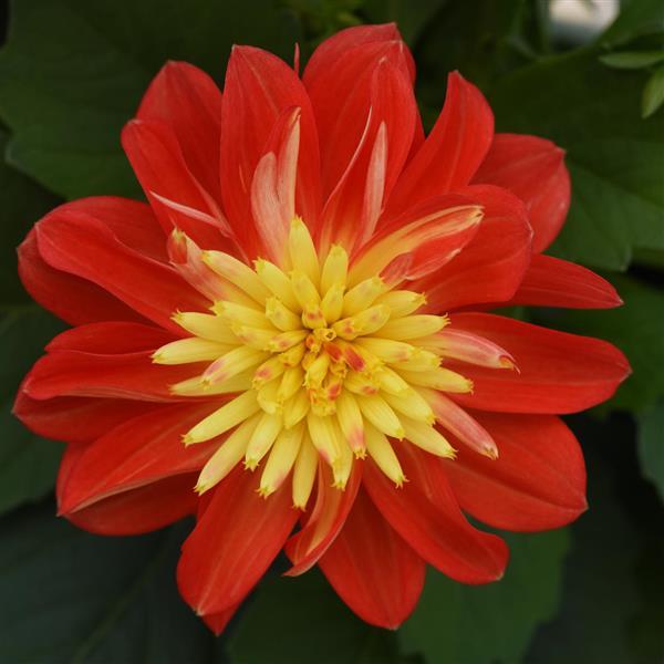 DAHLIA DALAYA FIREBALL