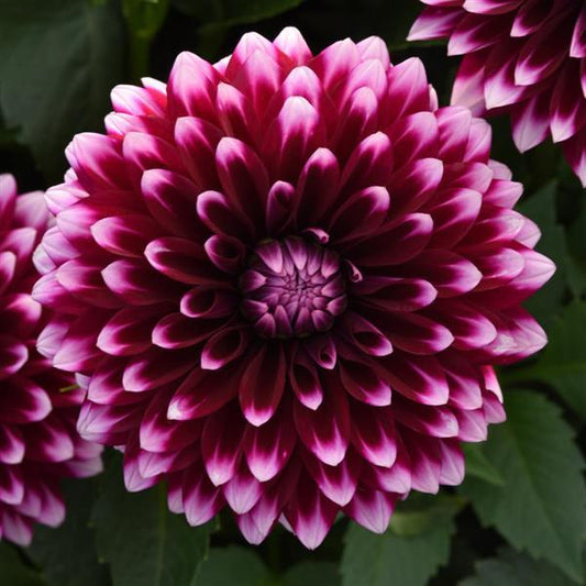 DAHLIA DALAYA PURPLE AND WHITE