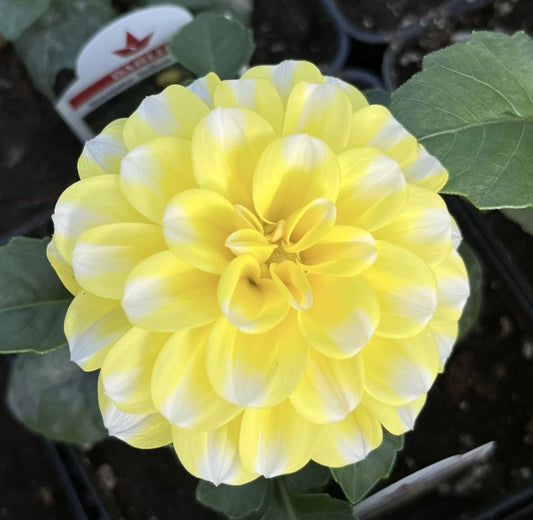 DAHLIA STARSISTER YELLOW STRIPES