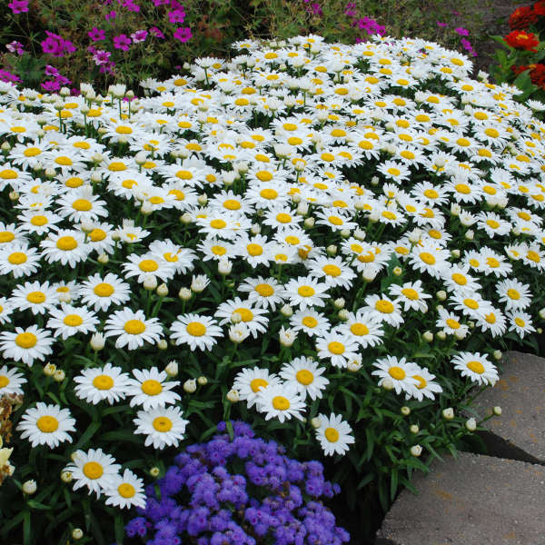 Leucanthemum s. 'Snowcap'