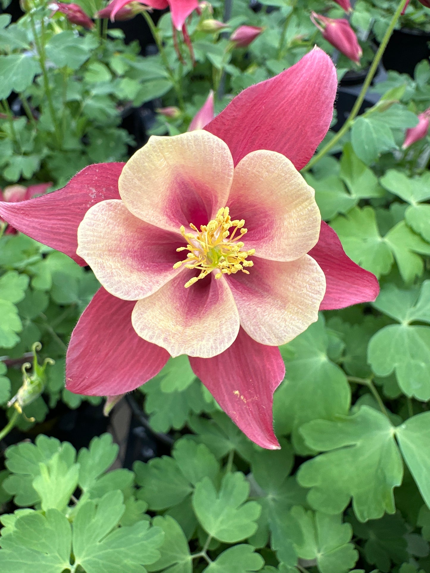 AQUILEGIA EARLY BIRD RED YELLOW - QUART POT