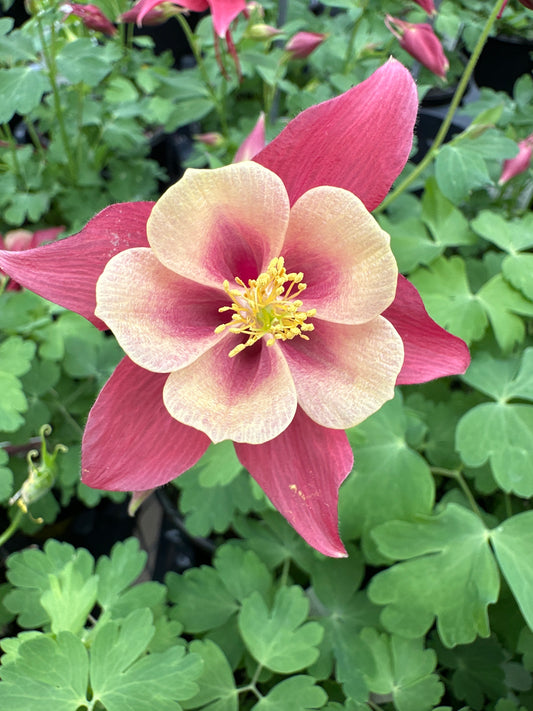 AQUILEGIA EARLY BIRD RED YELLOW - QUART POT