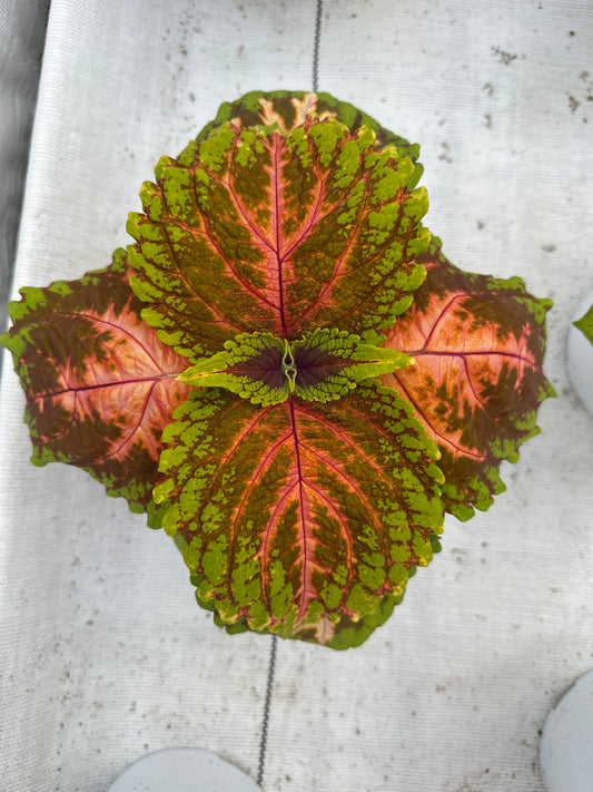 COLEUS KONG SALMON PINK - 6'' POT