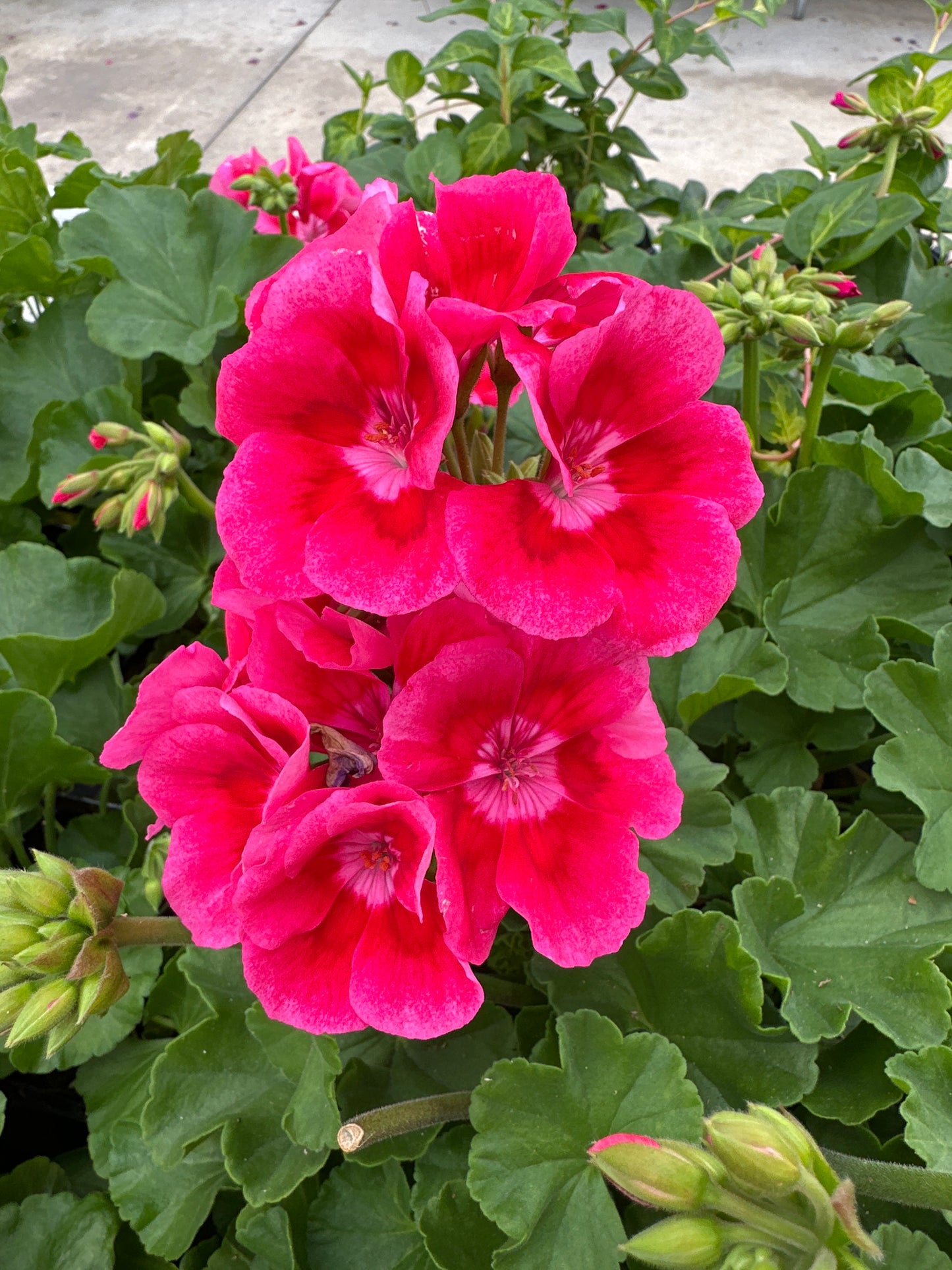 GERANIUM CALLIOPE MEDIUM ROSE MEGA SPLASH - 4" POT