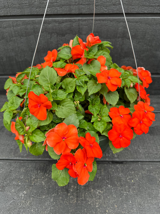 IMPATIENS BEACON ORANGE - 10" HANGING BASKET