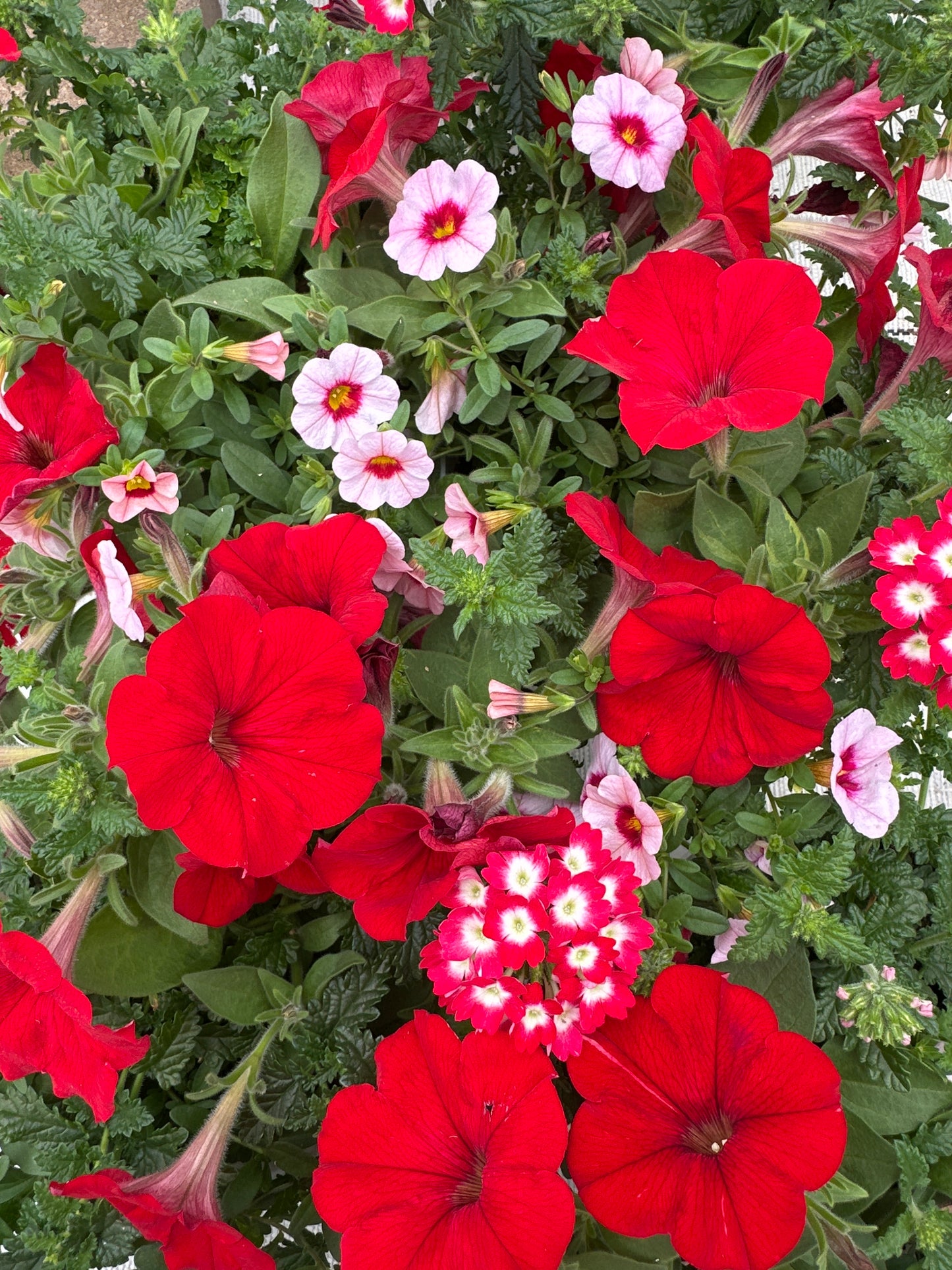 COMBO GEISHA GIRL - 6" POT