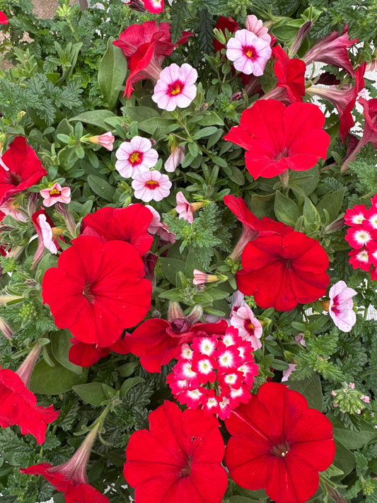 COMBO GEISHA GIRL - 6" POT