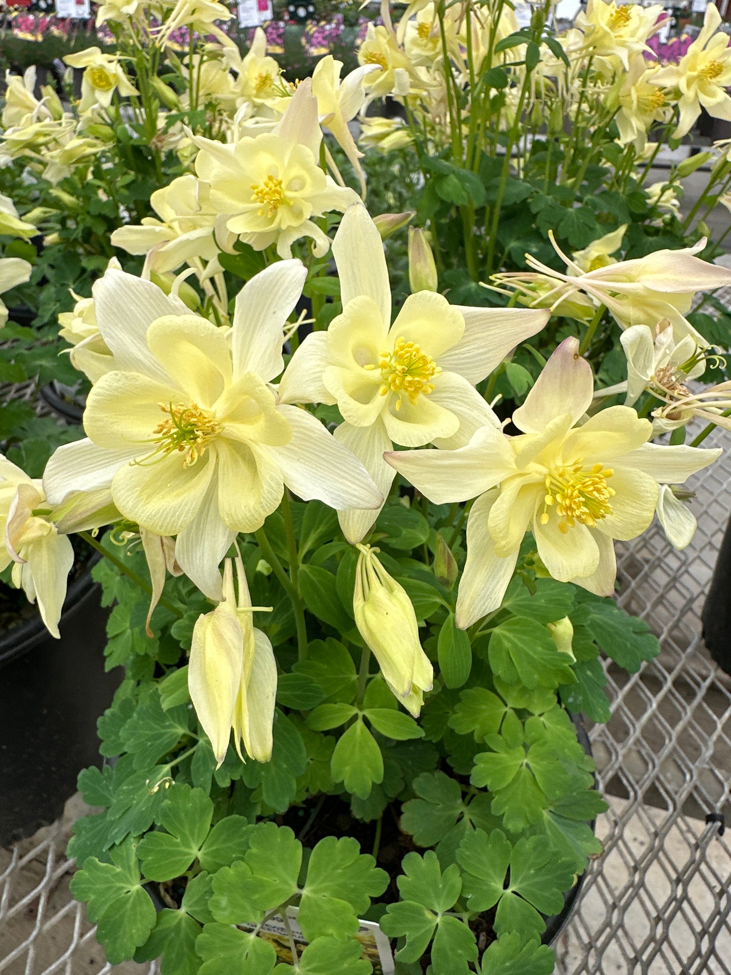 AQUILEGIA EARLYBIRD YELLOW