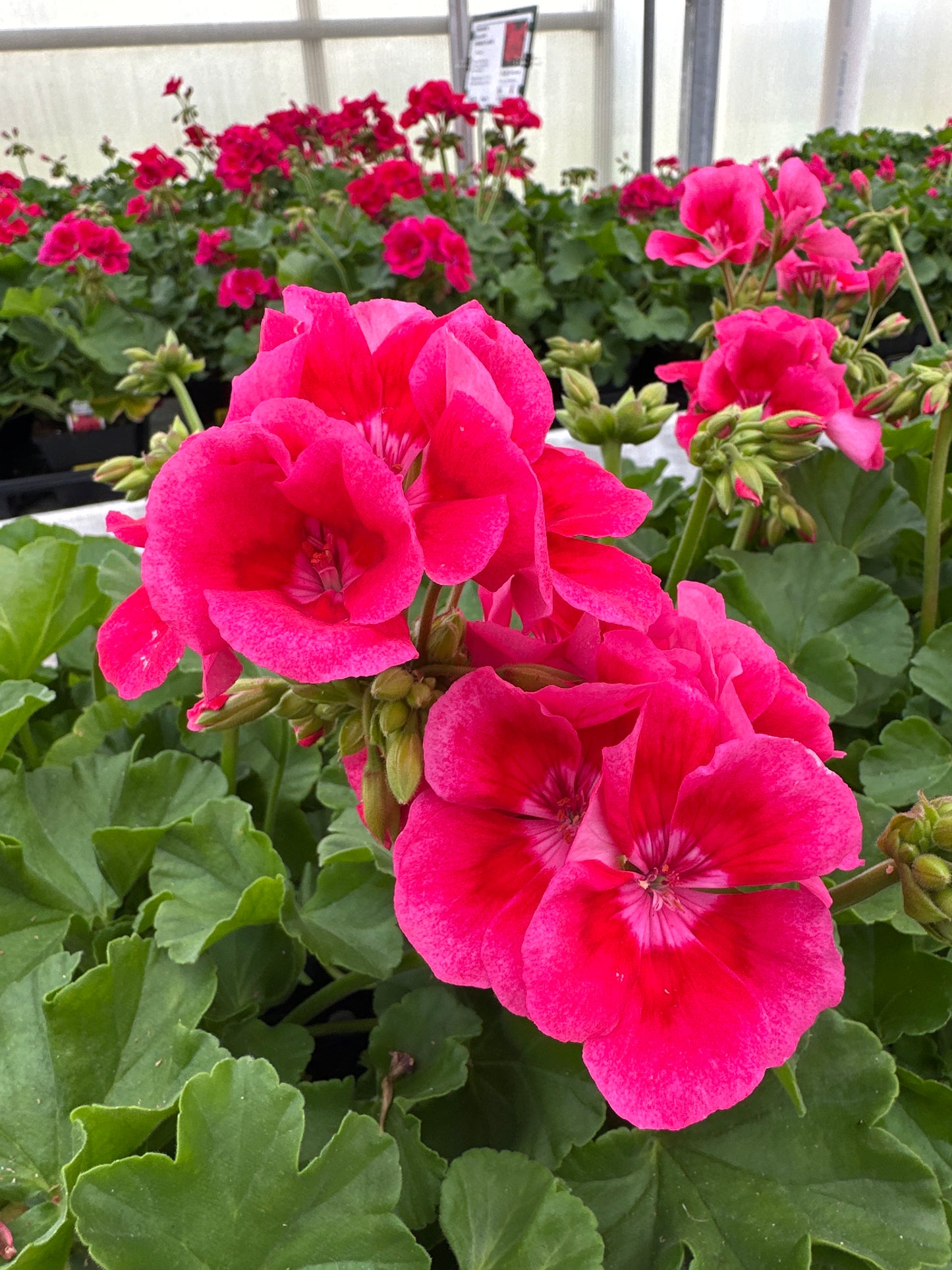 GERANIUM CALLIOPE MEDIUM ROSE MEGA SPLASH - 4" POT