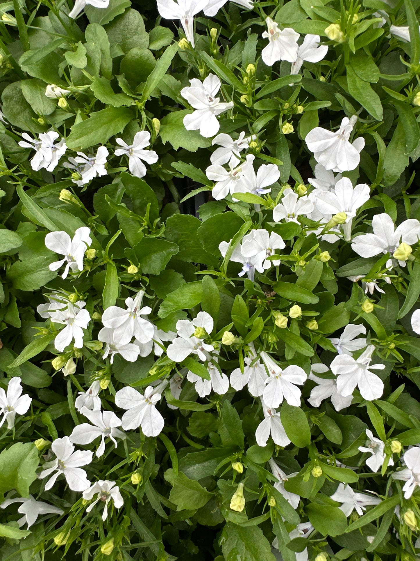 LOBELIA RIVIERA WHITE - FLAT OF 48 PLANTS