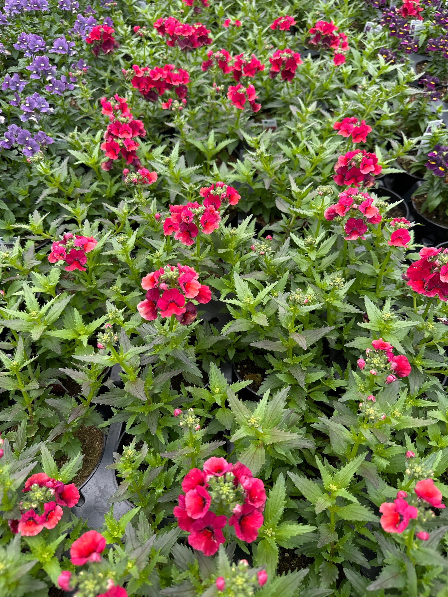 NEMESIA NESIA BURGUNDY - 4" POT