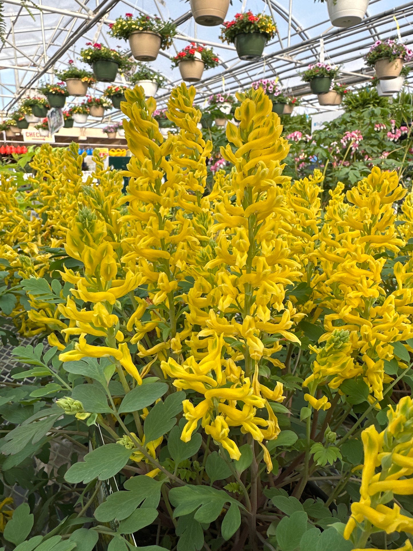 CORYDALIS 'CANARY FEATHERS'