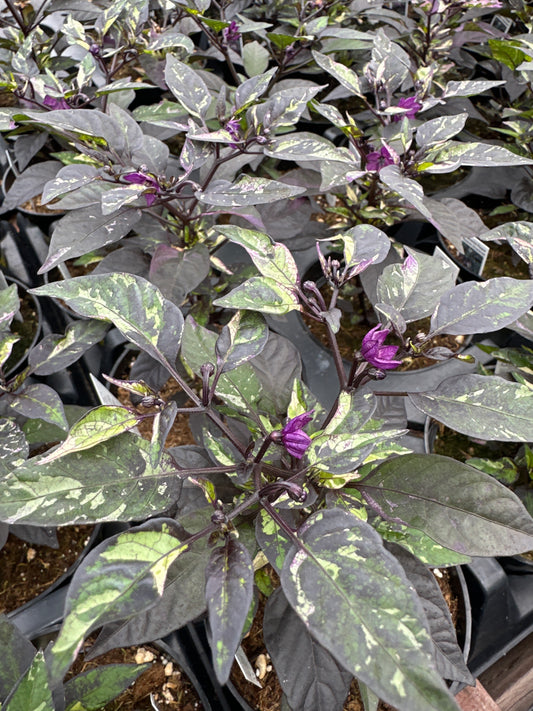 ORNAMENTAL PEPPER PURPLE FLASH - 4" POT
