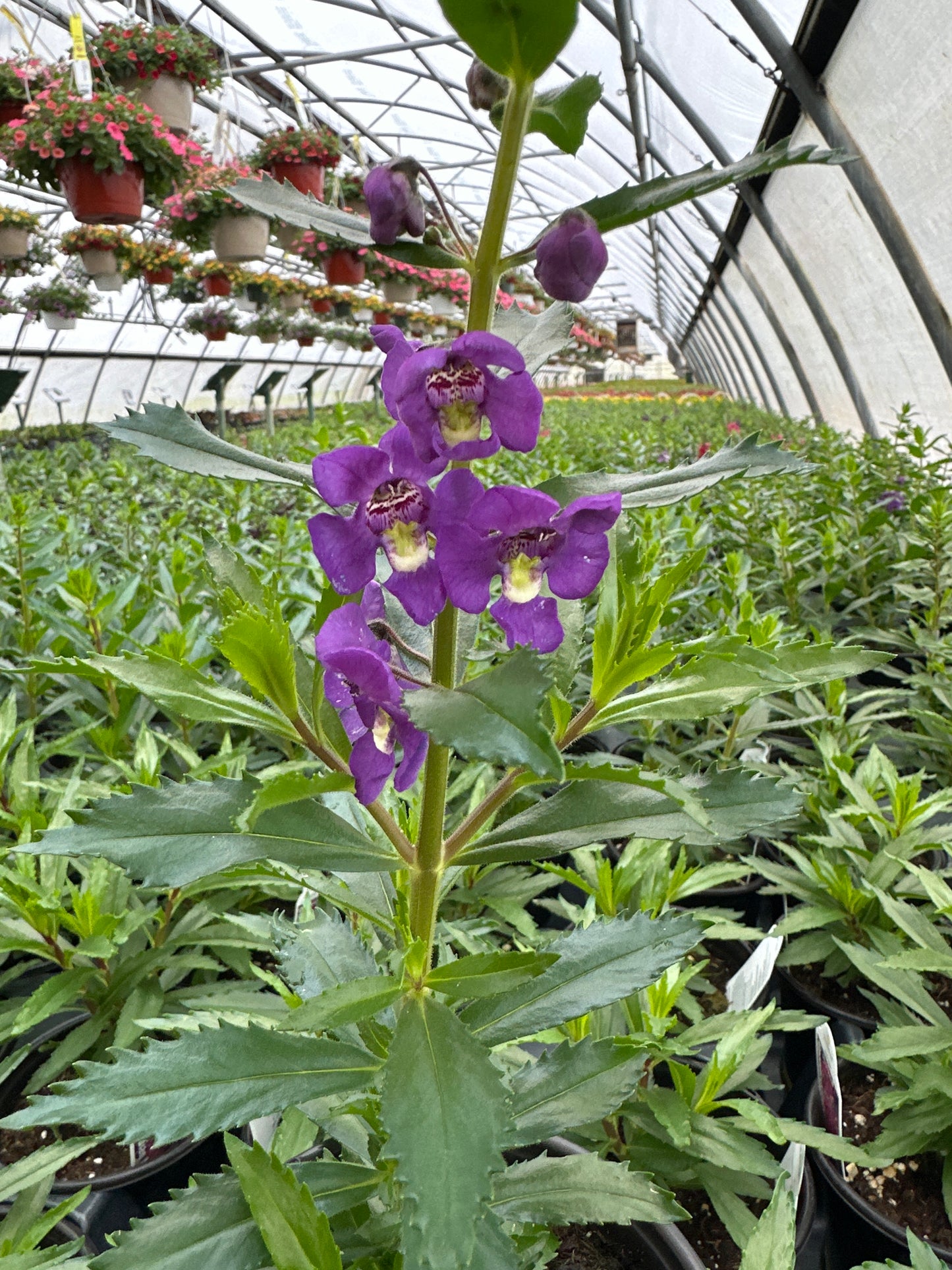 ANGELONIA GUARDIAN ANGEL BLUE - QUART POT
