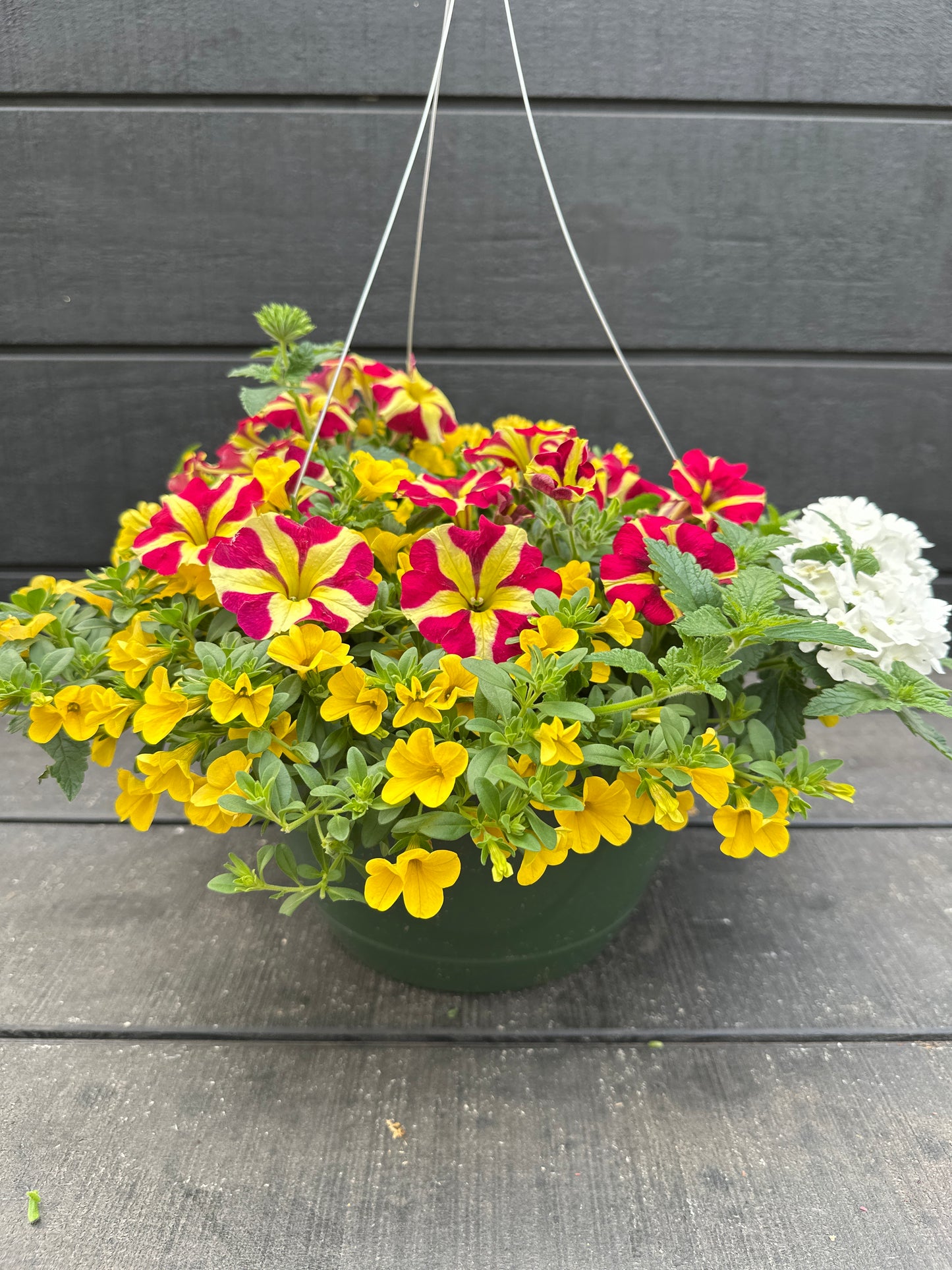 BASKET #26 - 10'' HANGING BASKET