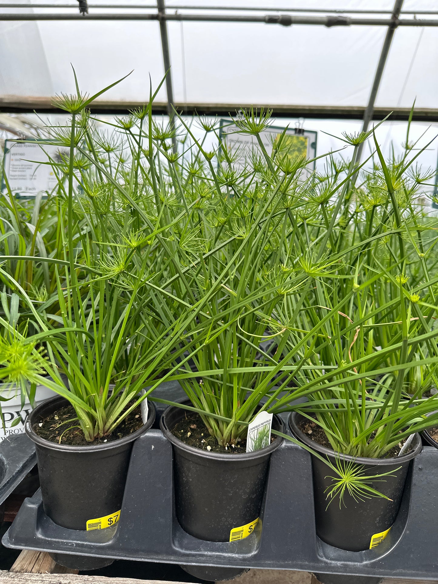 CYPERUS CROWN OF PHARAOH - QUART POT