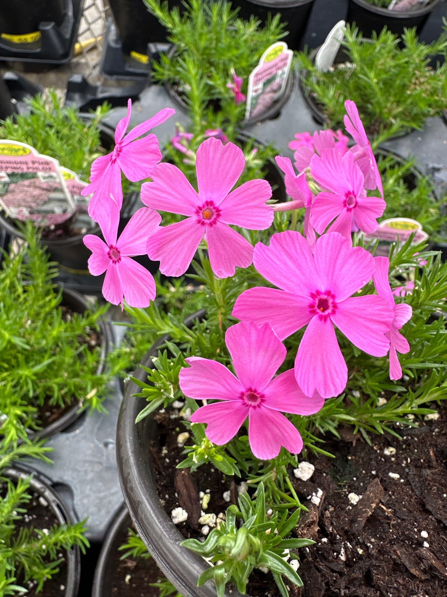 PHLOX SUBULATA DRUMMONDS PINK CREEPING PHLOX - QUART POT