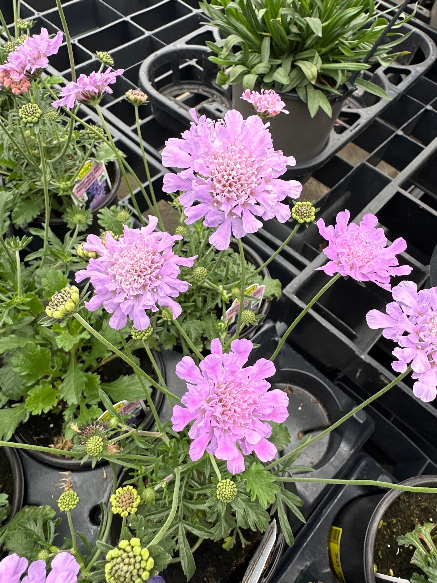 Scabiosa columbaria Flutter™ 'Deep Blue'