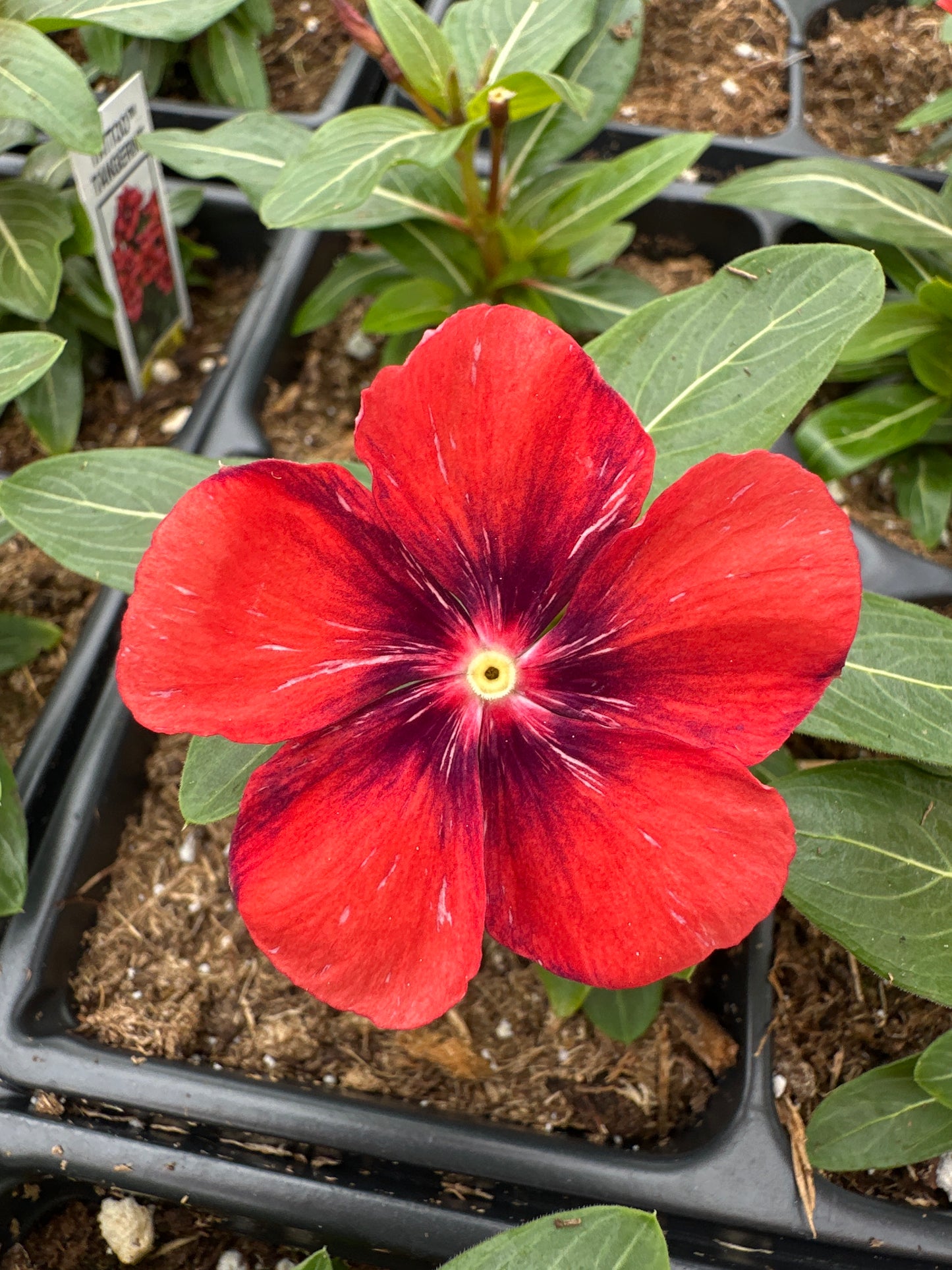 PERIWINKLE VINCA TATTOO TANGERINE - JUMBO 6 PACK